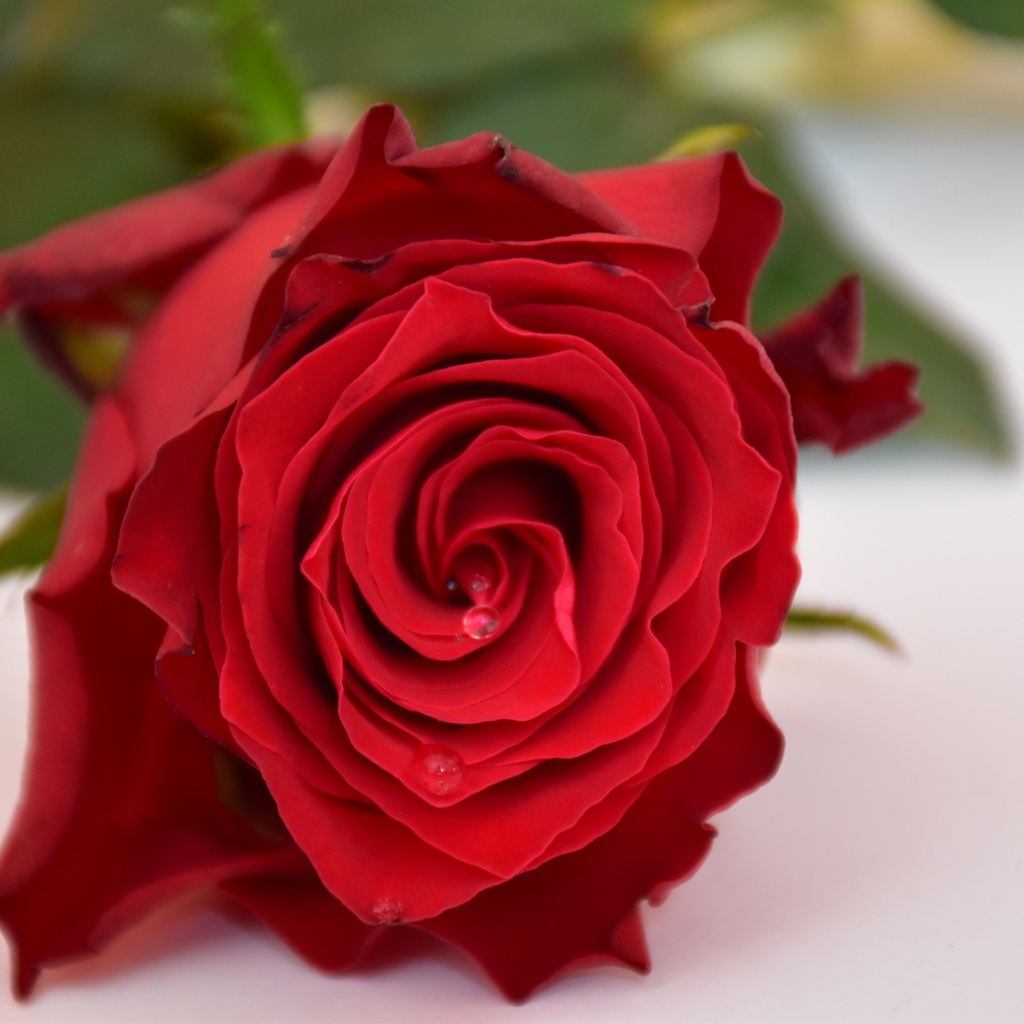 Алая роза в каплями росы на белом столе 