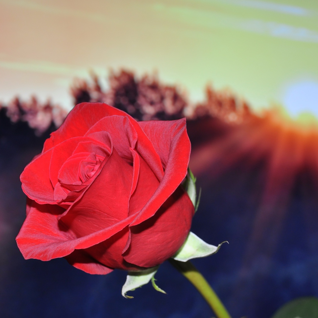 Алая роза в руке в лучах солнца