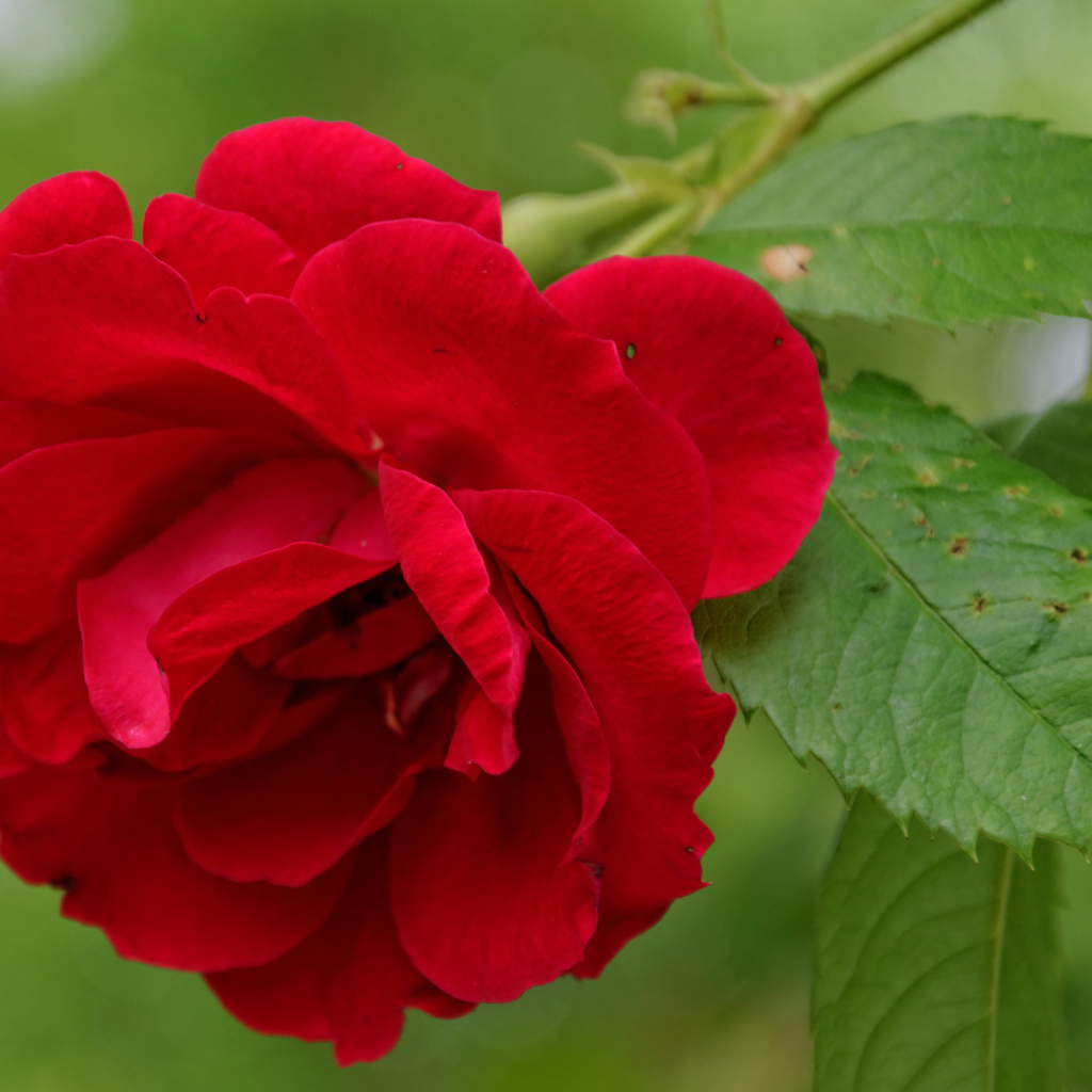 Алая роза с зелеными листьями крупным планом