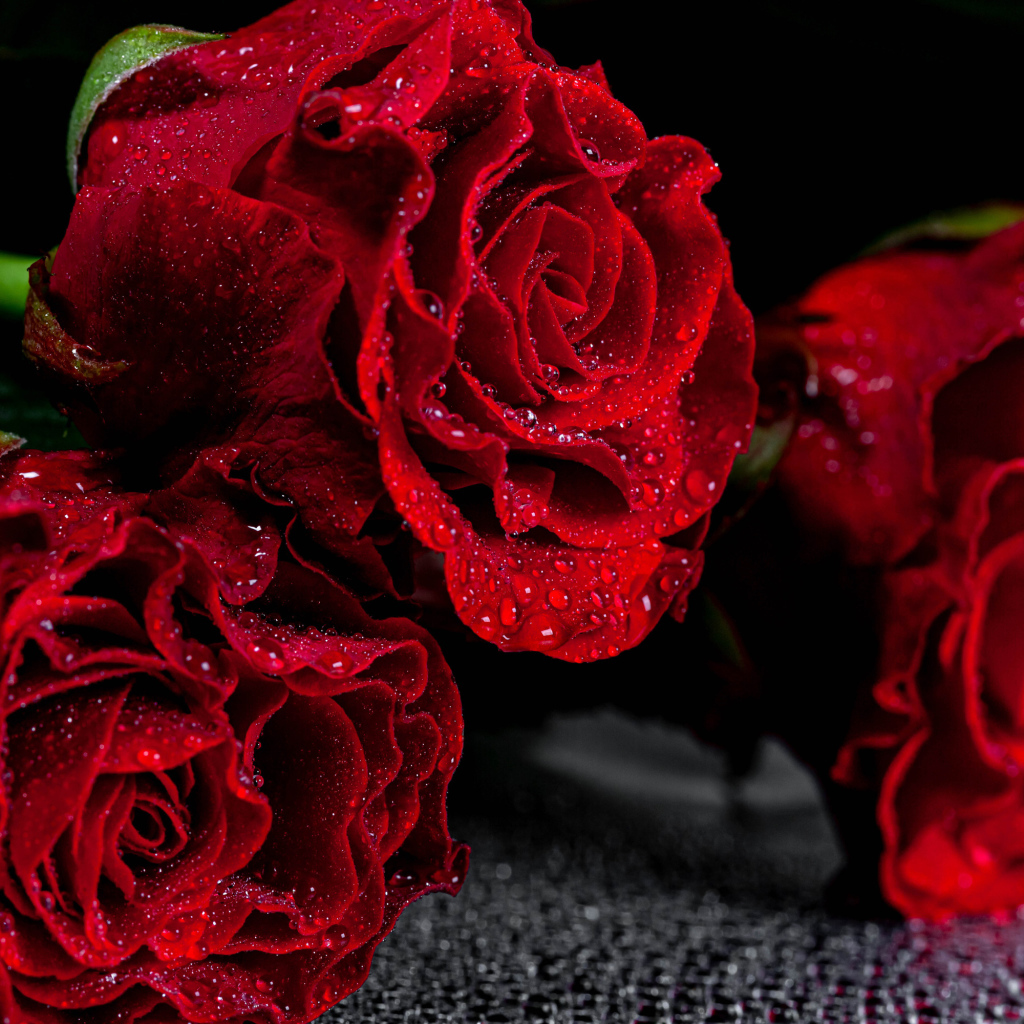 Алые розы крупным планом в каплях воды  