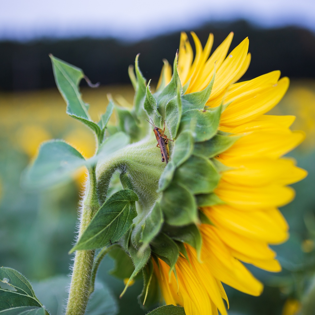 Маленький кузнечик на желтом цветке подсолнуха