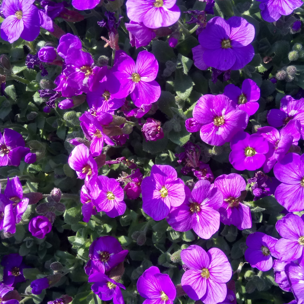 Мелкие сиреневые цветы Обриета в лучах солнца