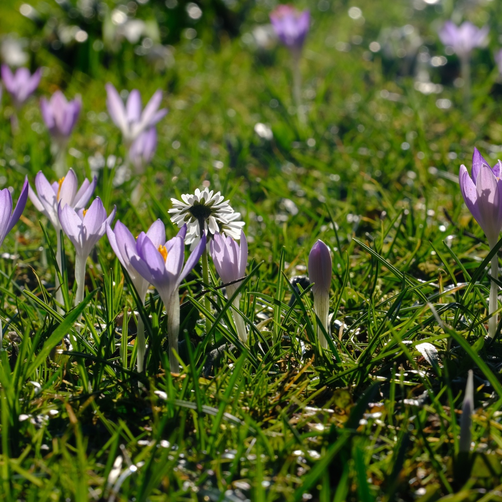 Маленькие сиреневые цветы крокуса на зеленой траве