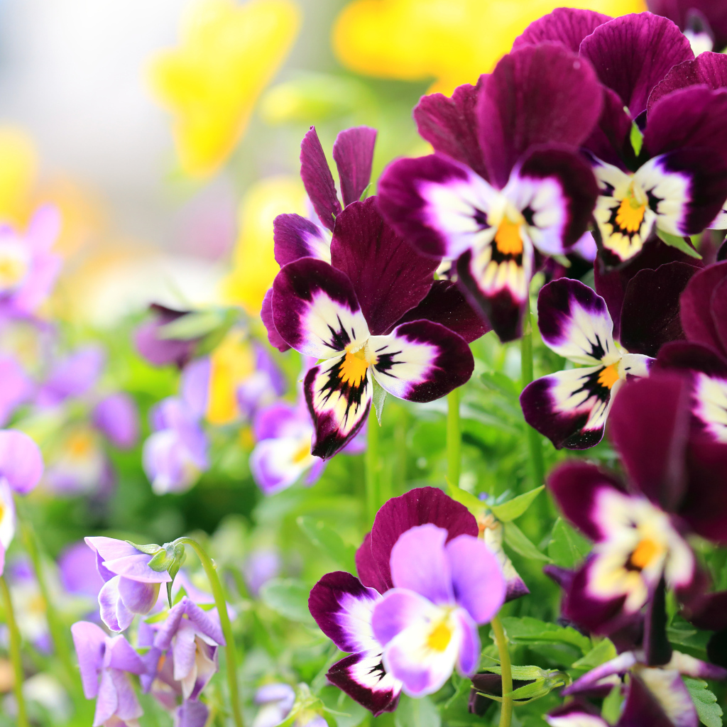 Маленькие цветы анютины глазки крупным планом 