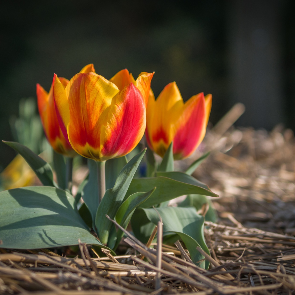 Маленькие тюльпаны цветут в саду весной