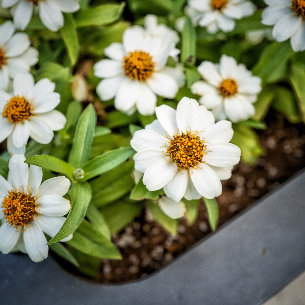 Маленькие белые цветы в кашпо на окне