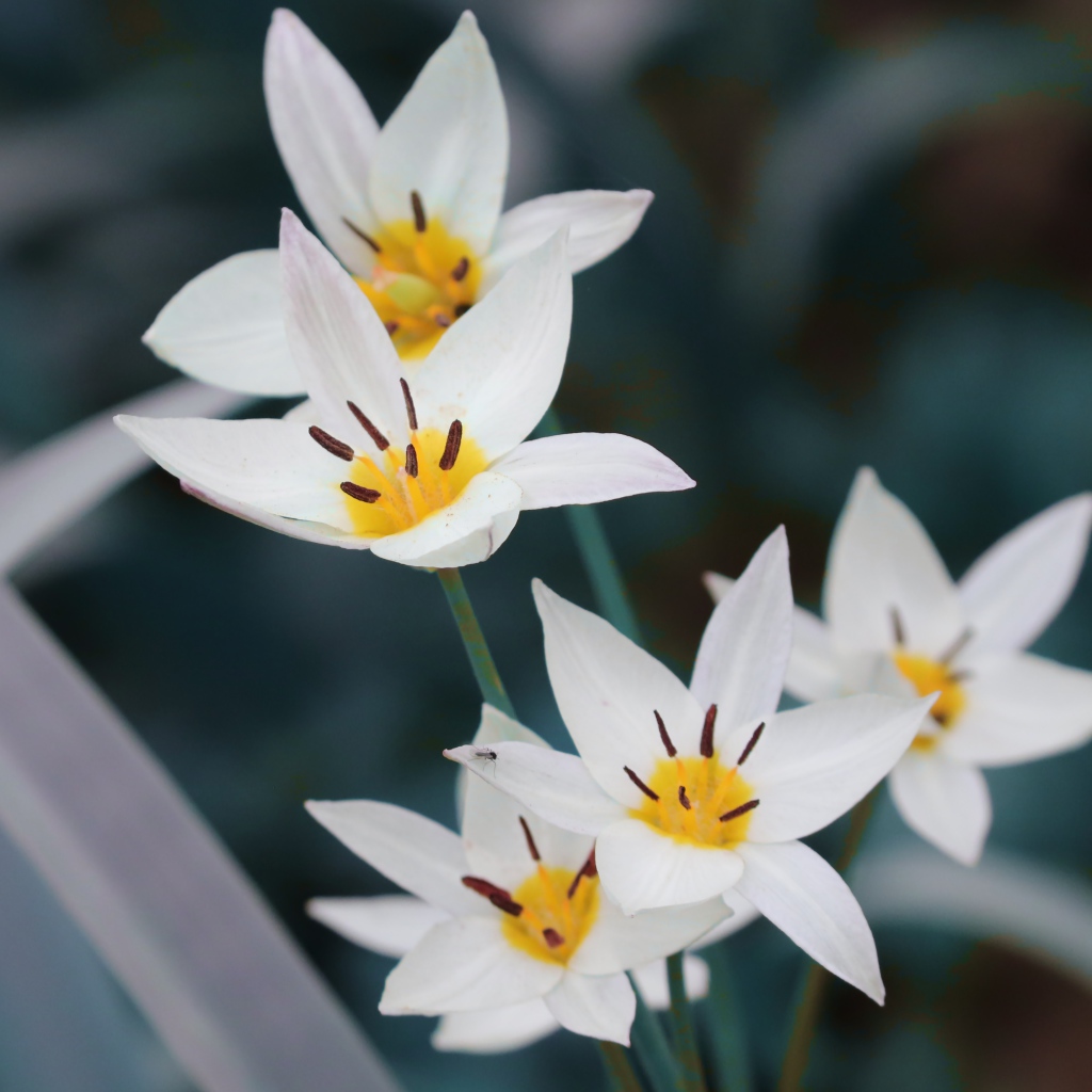 Мелкие белые цветы дикого тюльпана 