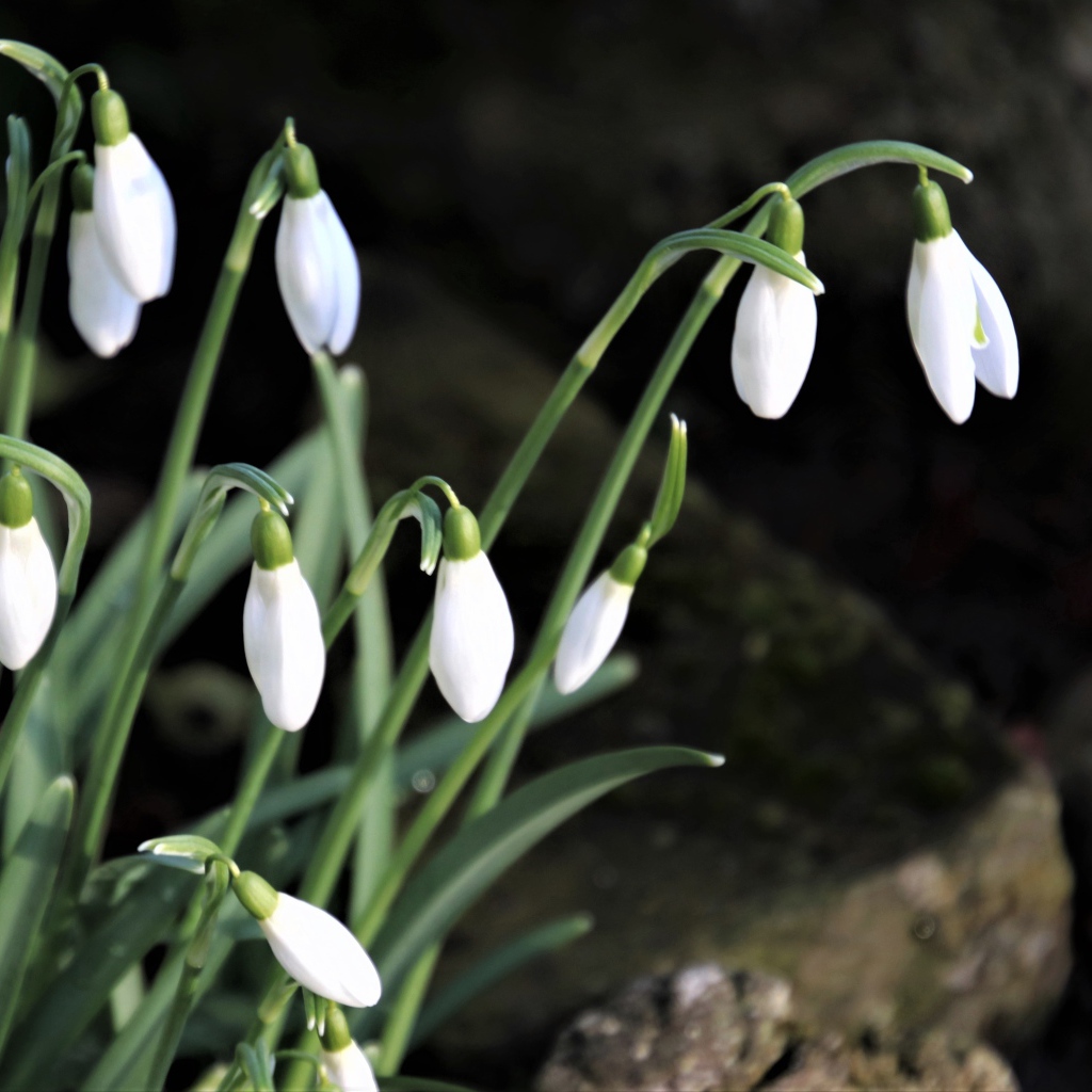 Маленькие белые весенние подснежники в лесу 