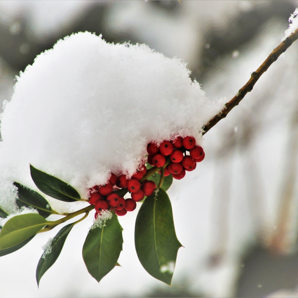 Снег лежит на ветке с красными ягодами