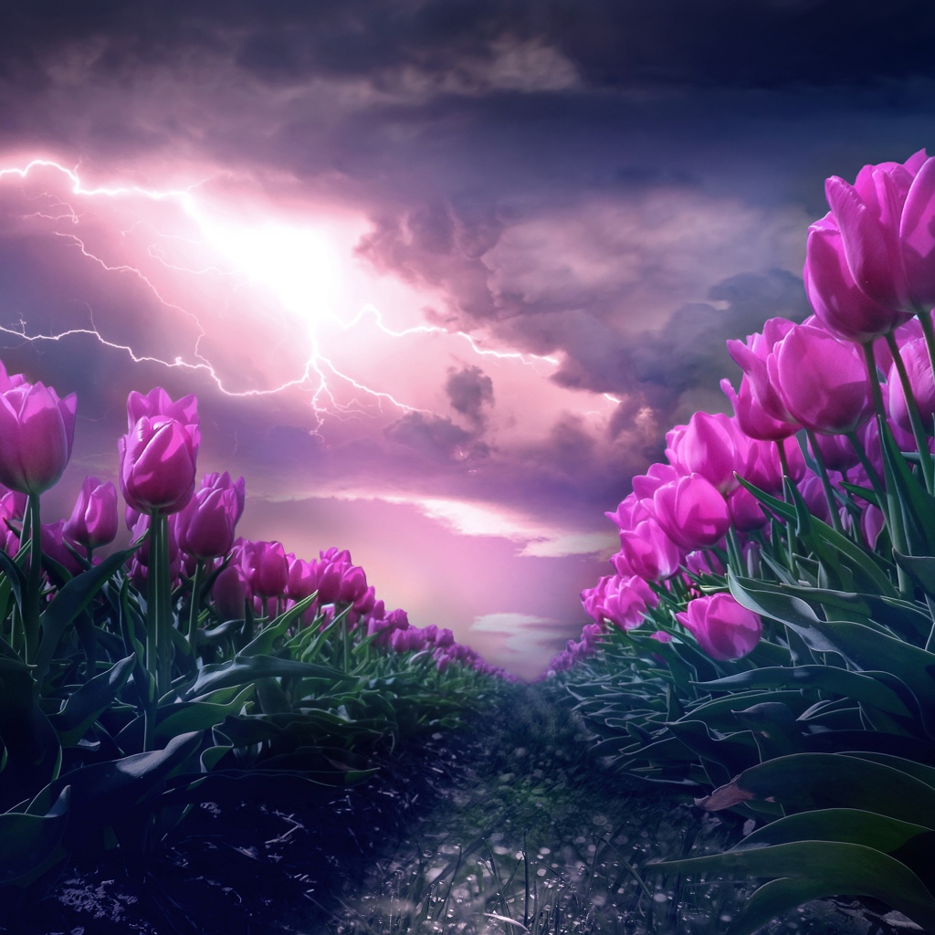 Грозовое небо с молнией над полем с тюльпанами