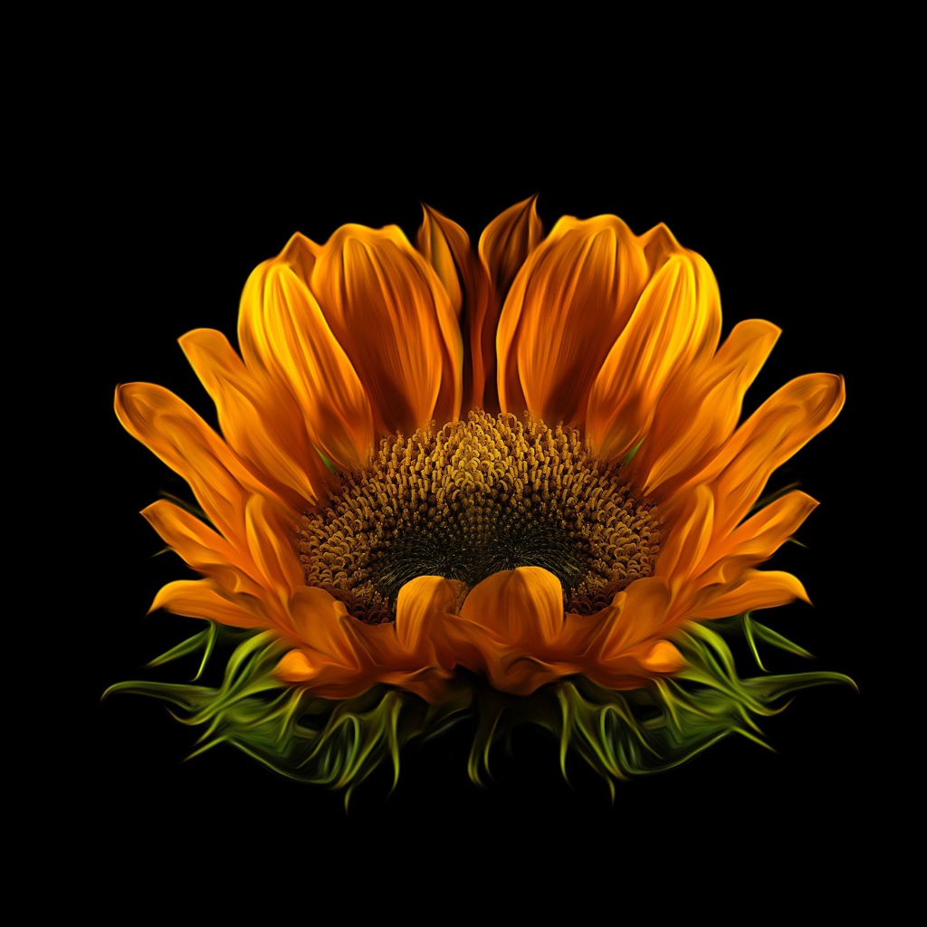 Цветок подсолнуха на черном фоне