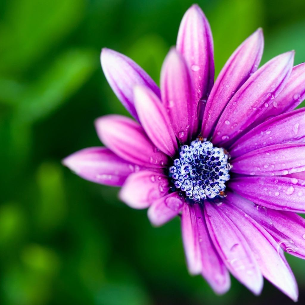 Нежный сиреневый цветок в каплях росы крупным планом