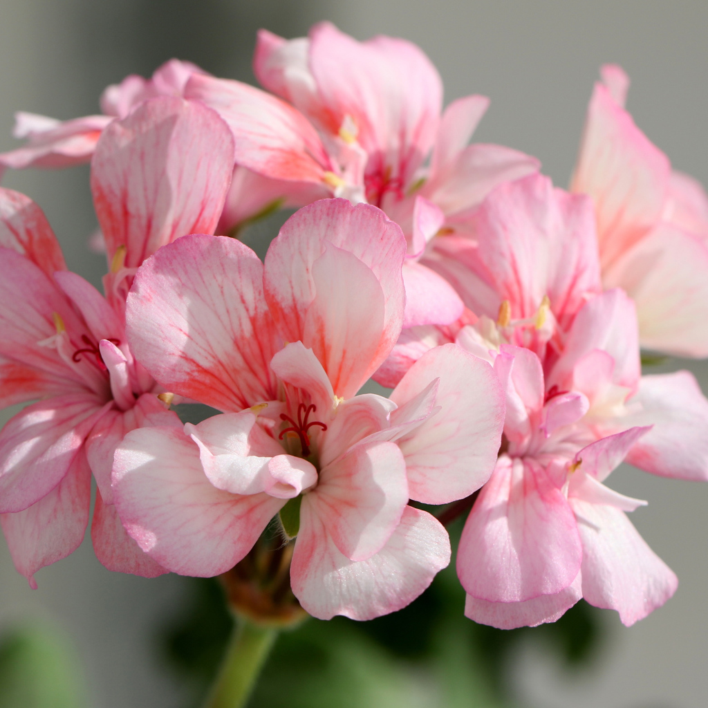 Нежные розовые цветы герани крупным планом