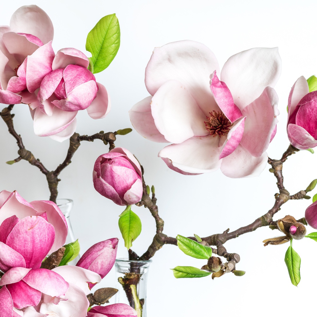 Нежные розовые цветы магнолии с бутонами на белом фоне