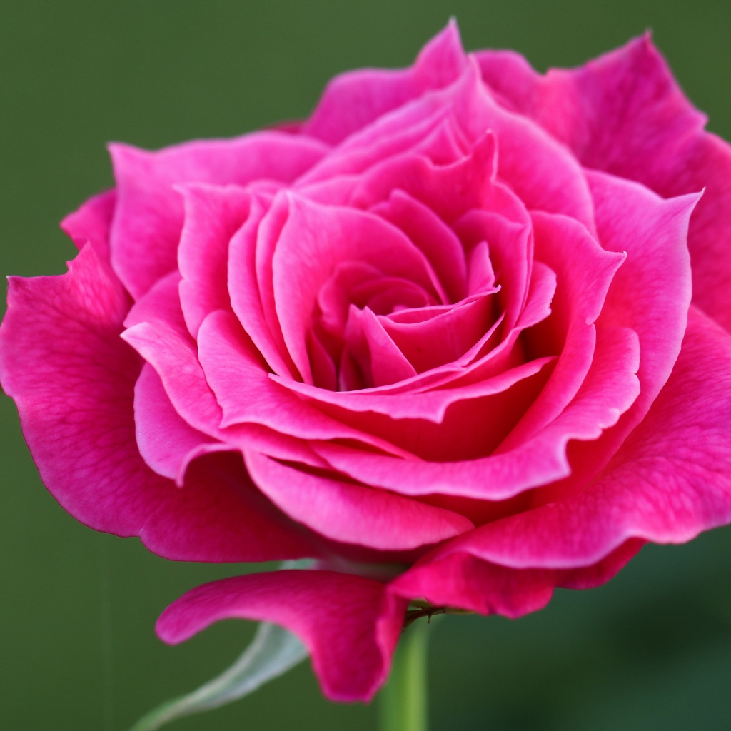 Нежная розовая роза крупным планом на зеленом фоне