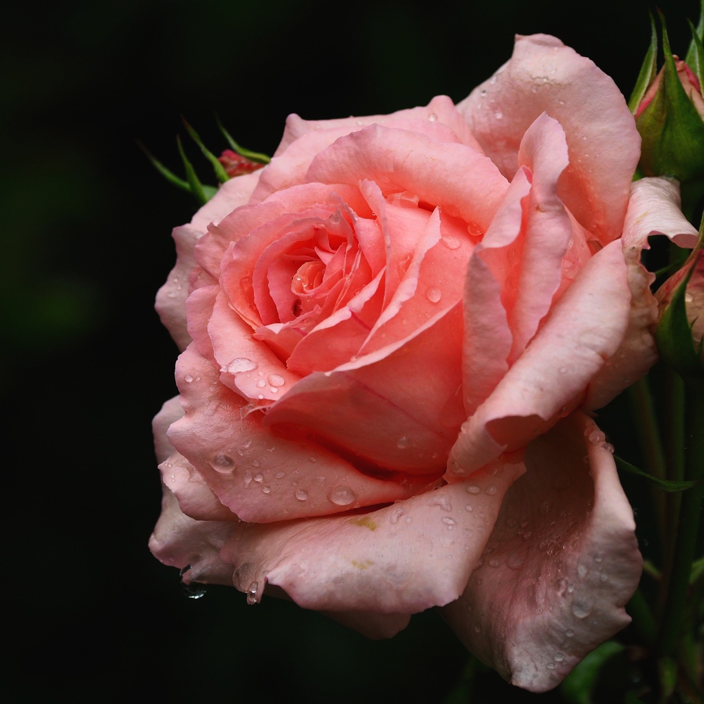 Нежная розовая роза с бутонами в каплях воды крупным планом