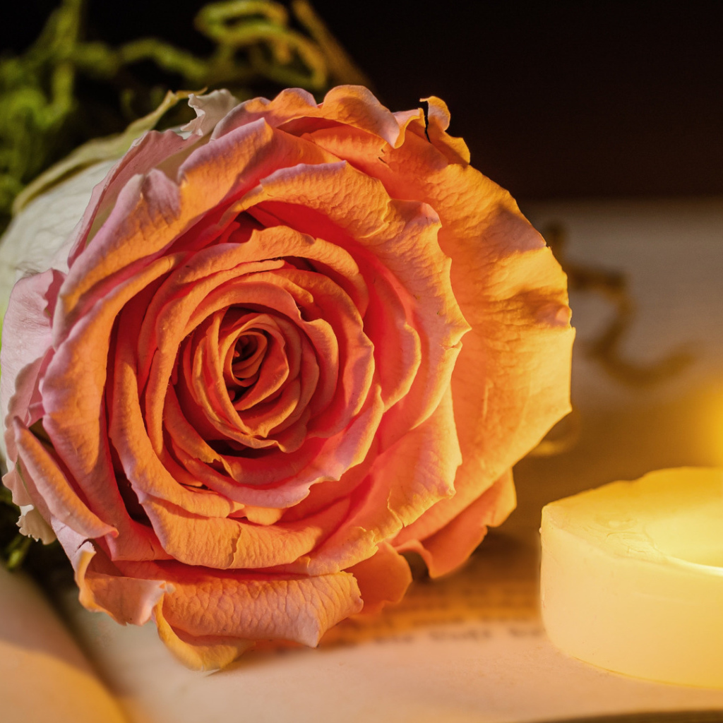 Нежная розовая роза с зажженной свечей лежат на книге