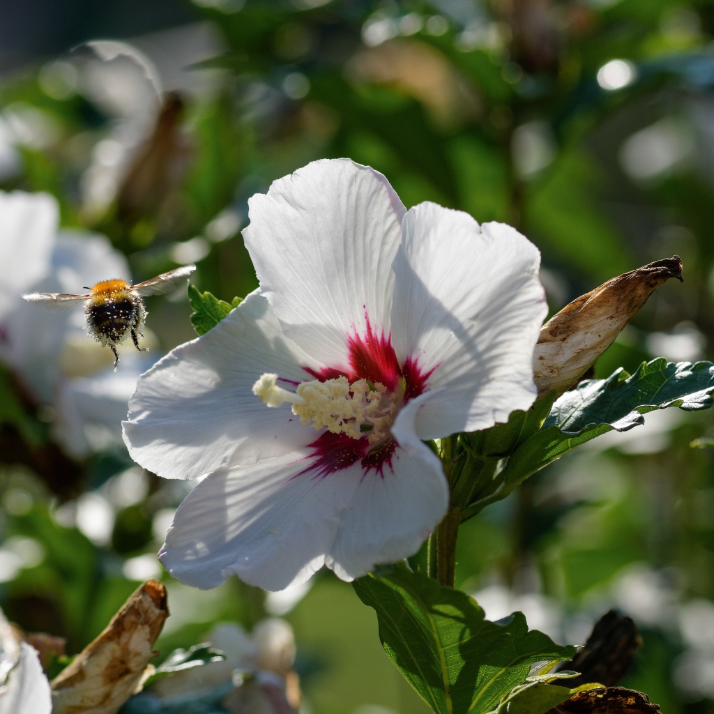 Нежные белые цветы гибискуса в лучах солнца в саду