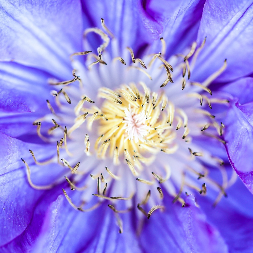 Середина сиреневого цветка клематиса 
