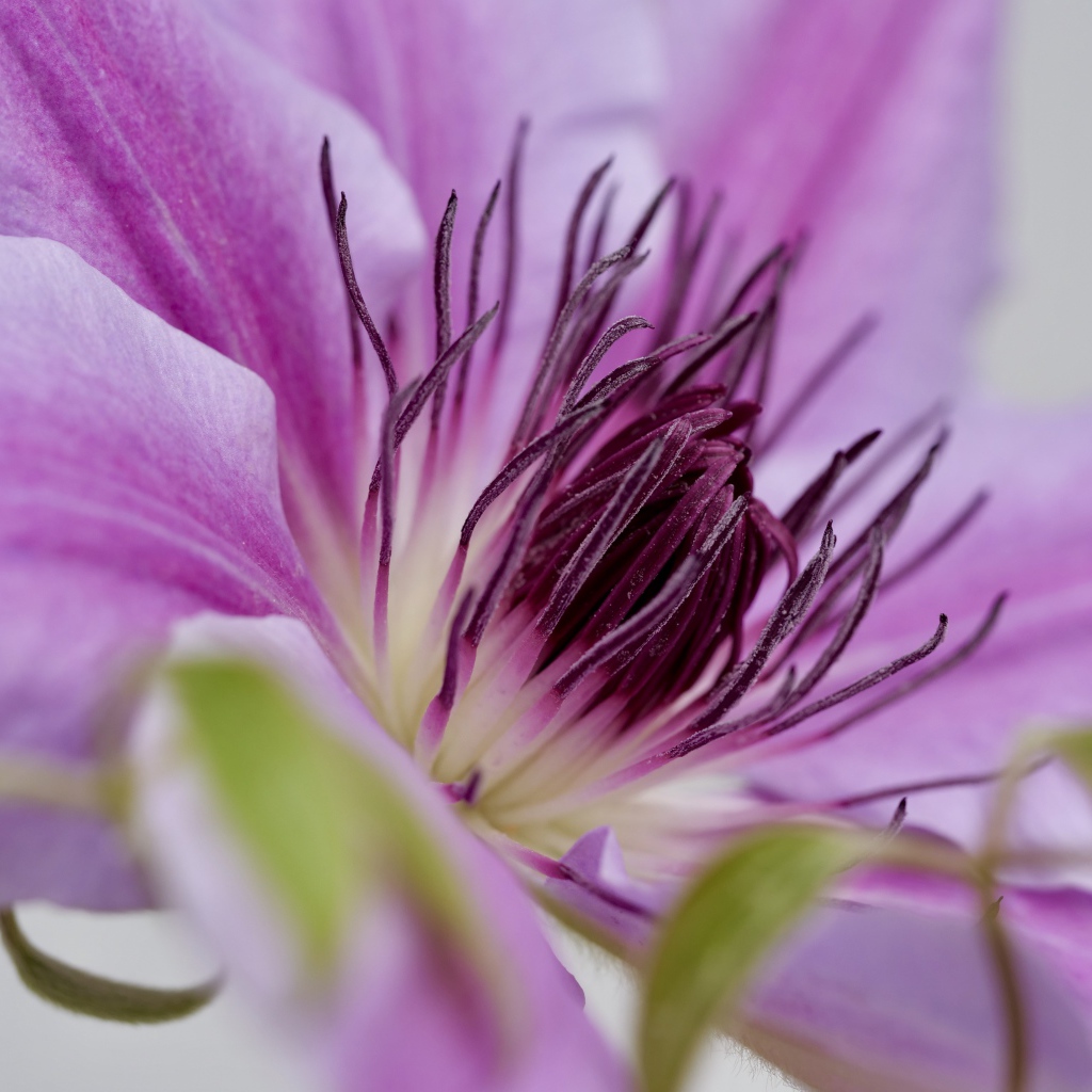 Серединка розового цветка клематиса 