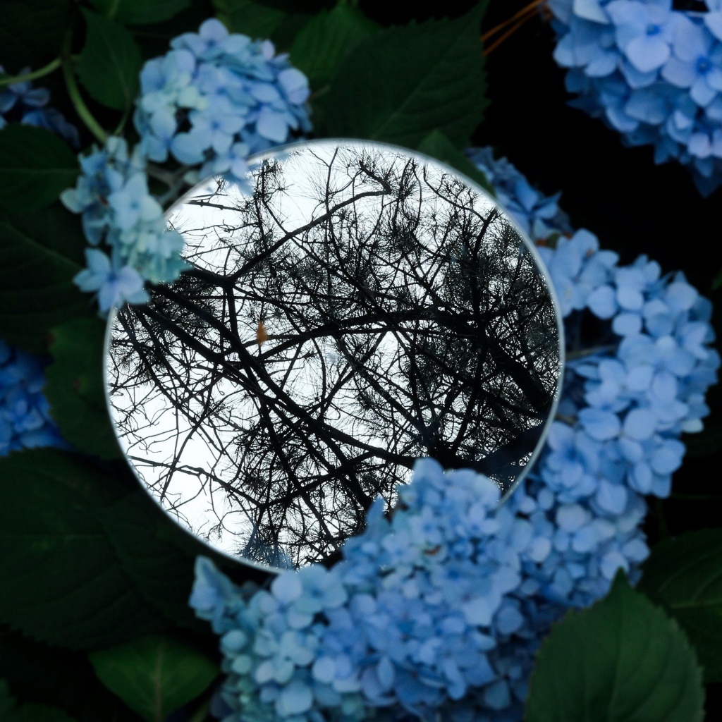 Зеркало лежит на цветах синей гортензии 