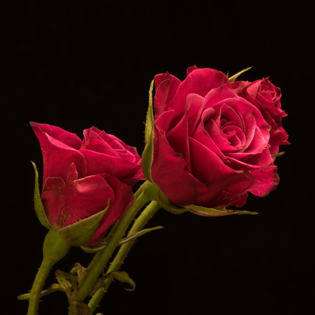 Три красивые розы на черном фоне