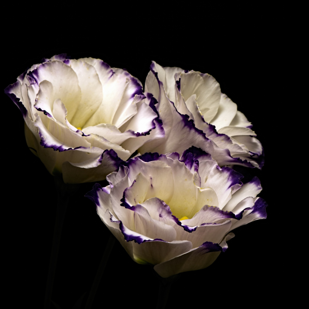 Три нежных  цветка эустомы на черном фоне