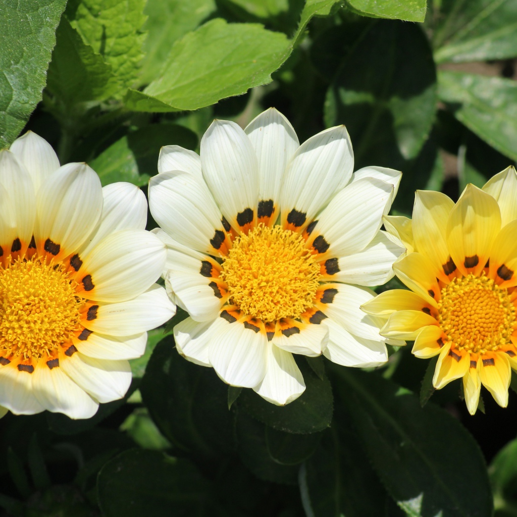 Три цветка газании в зеленых листьях на клумбе