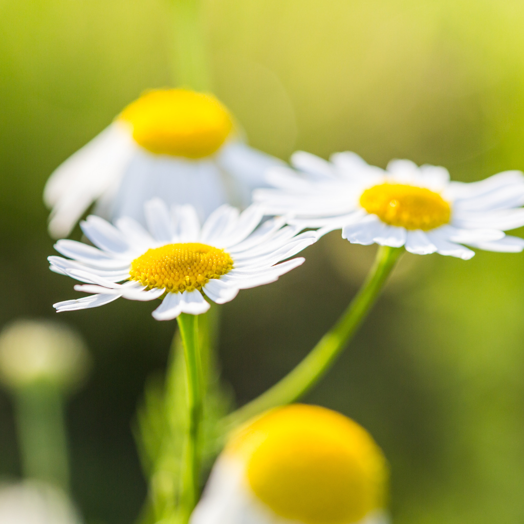 Три маленькие белые ромашки крупным планом