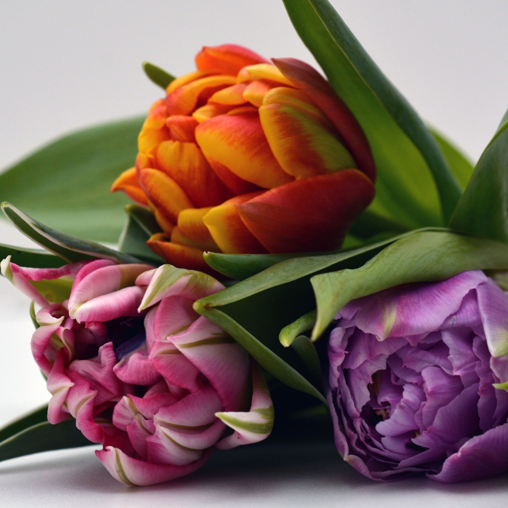 Три разноцветных тюльпана на сером фоне