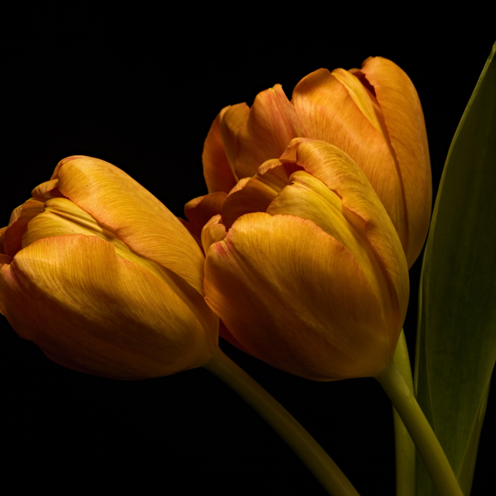 Три оранжевых тюльпана с зелеными листьями на черном фоне