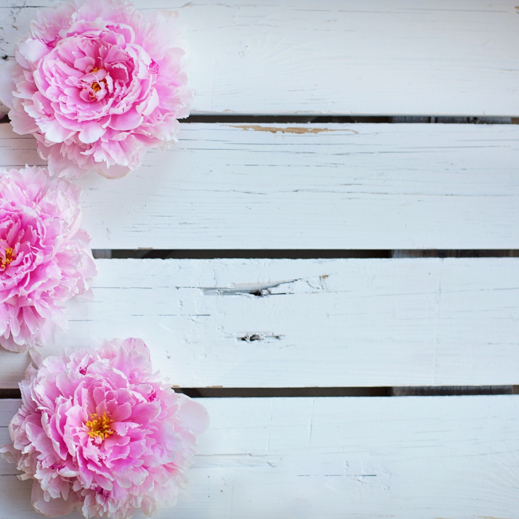 Три розовых пиона на деревянном столе 