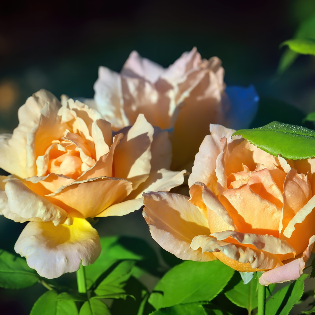 Три розовые розы в лучах солнца на клумбе 