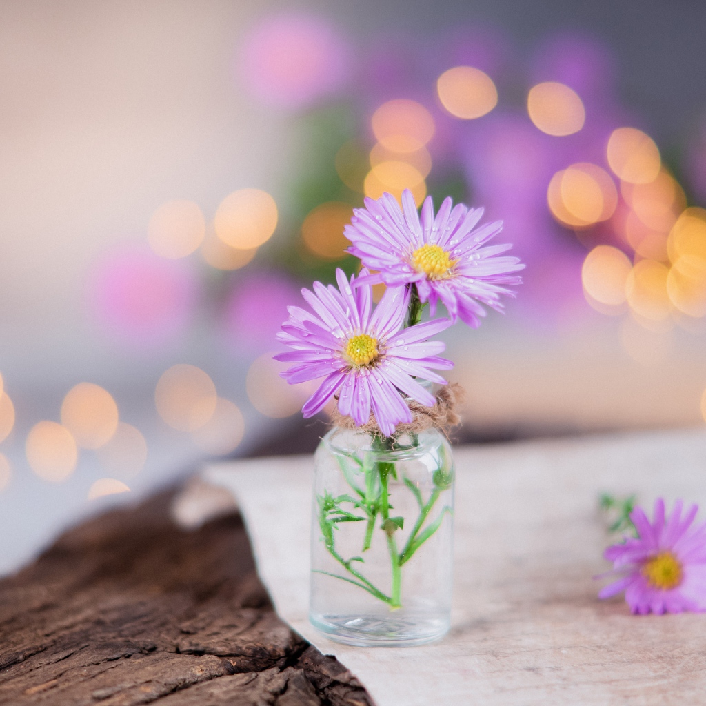 Три розовых цветка сентябринки в стеклянной баночке