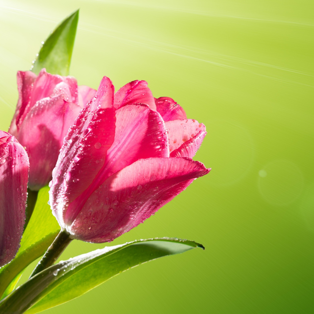 Три розовых тюльпана в каплях росы на зеленом фоне