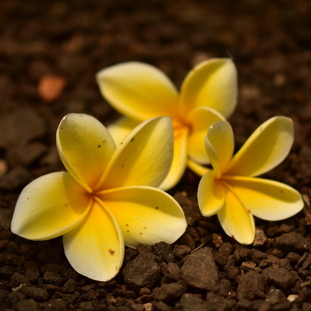 Три  цветка плюмерии лежат  на земле 