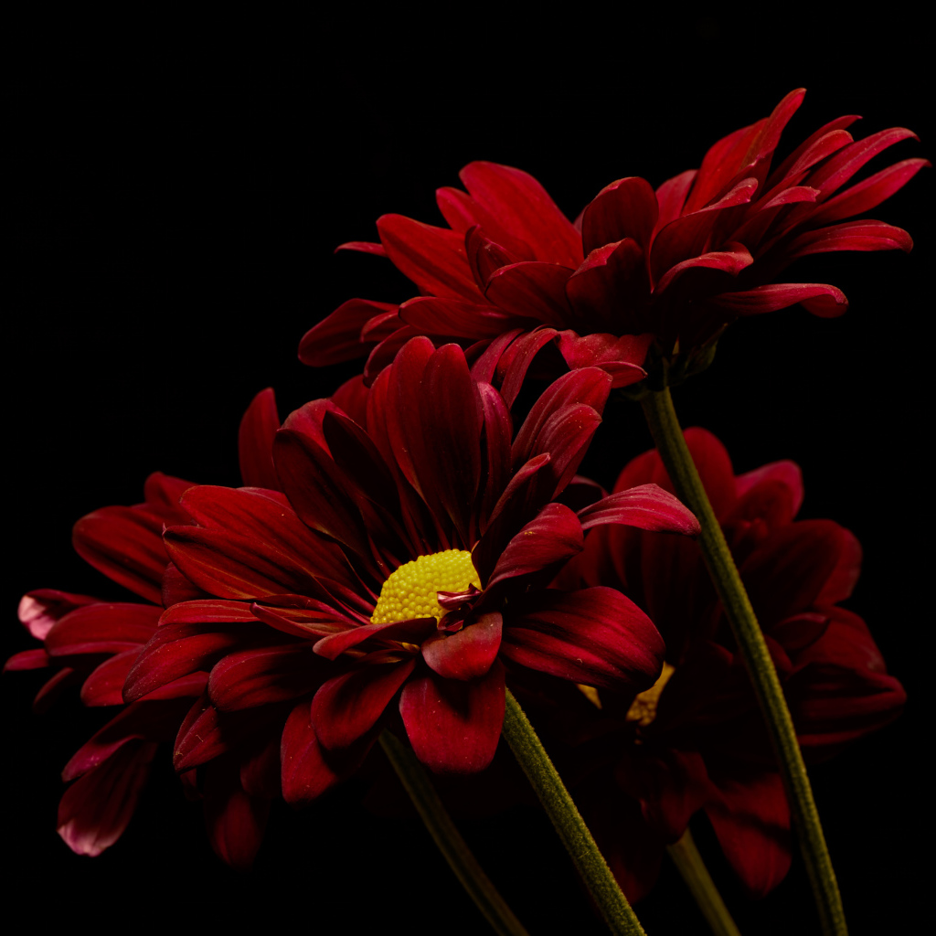 Три красные хризантемы на черном фоне