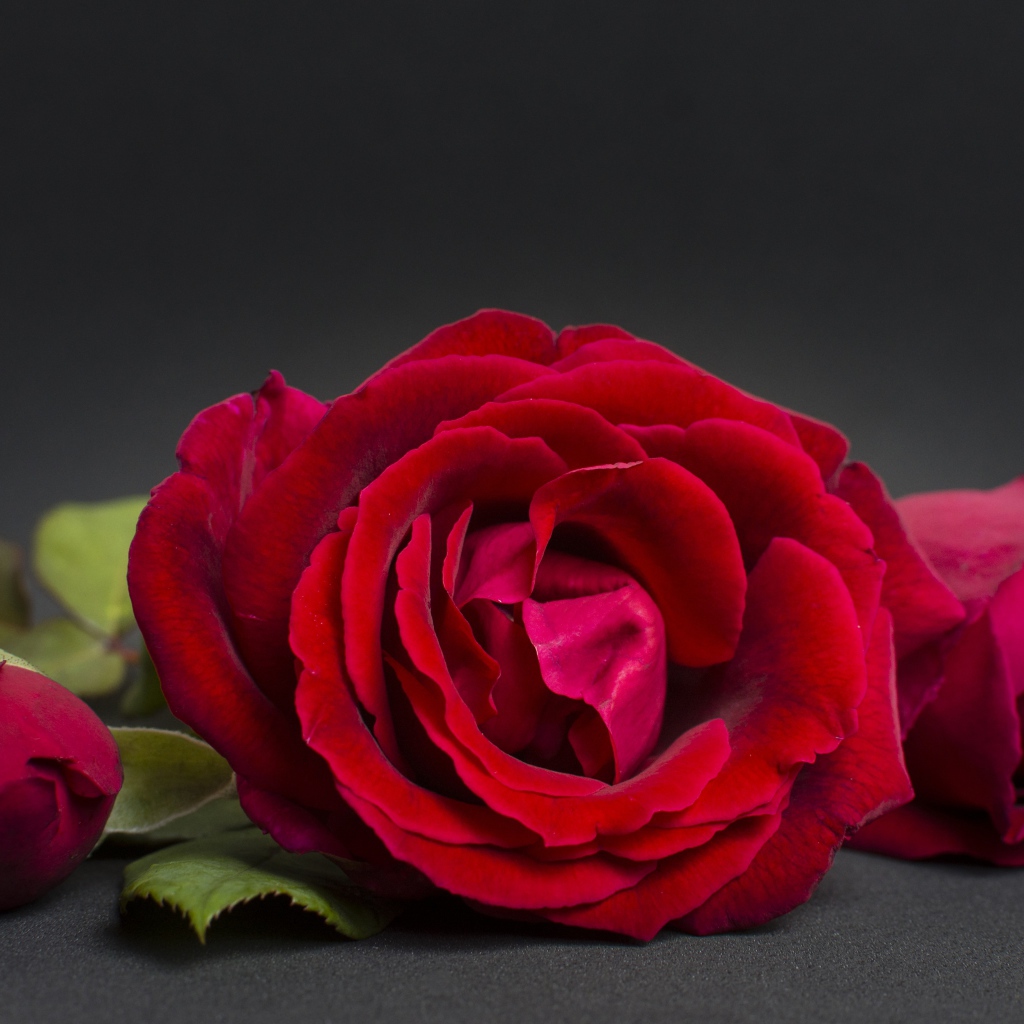 Три красные розы на сером фоне