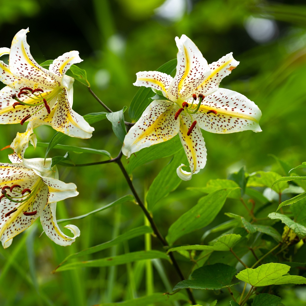 Три белые тигровые лилии в саду 