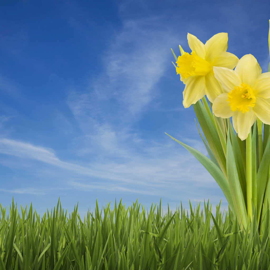 Три желтых цветка нарцисса в зеленой траве на фоне голубого неба 