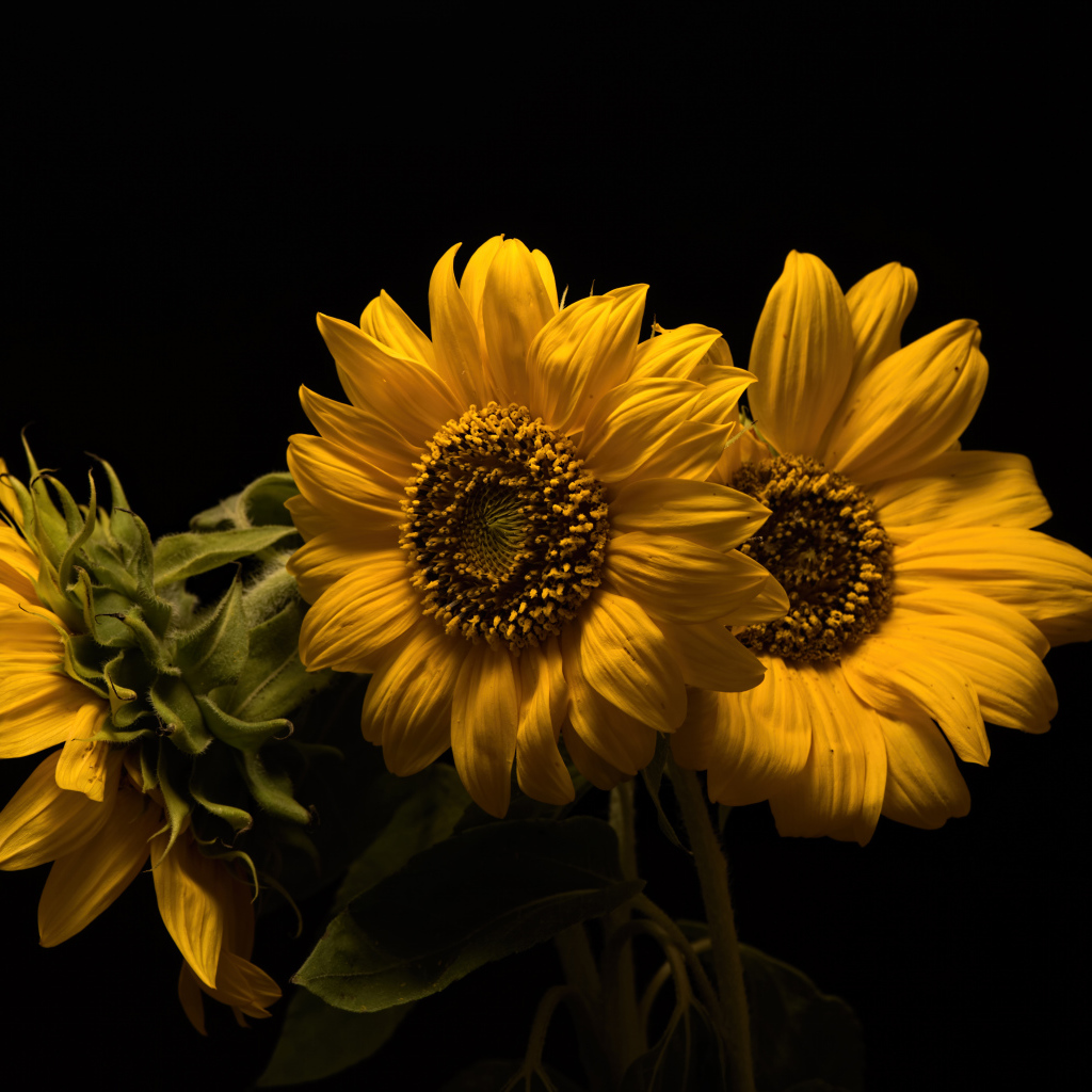 Три желтых цветка подсолнуха на черном фоне