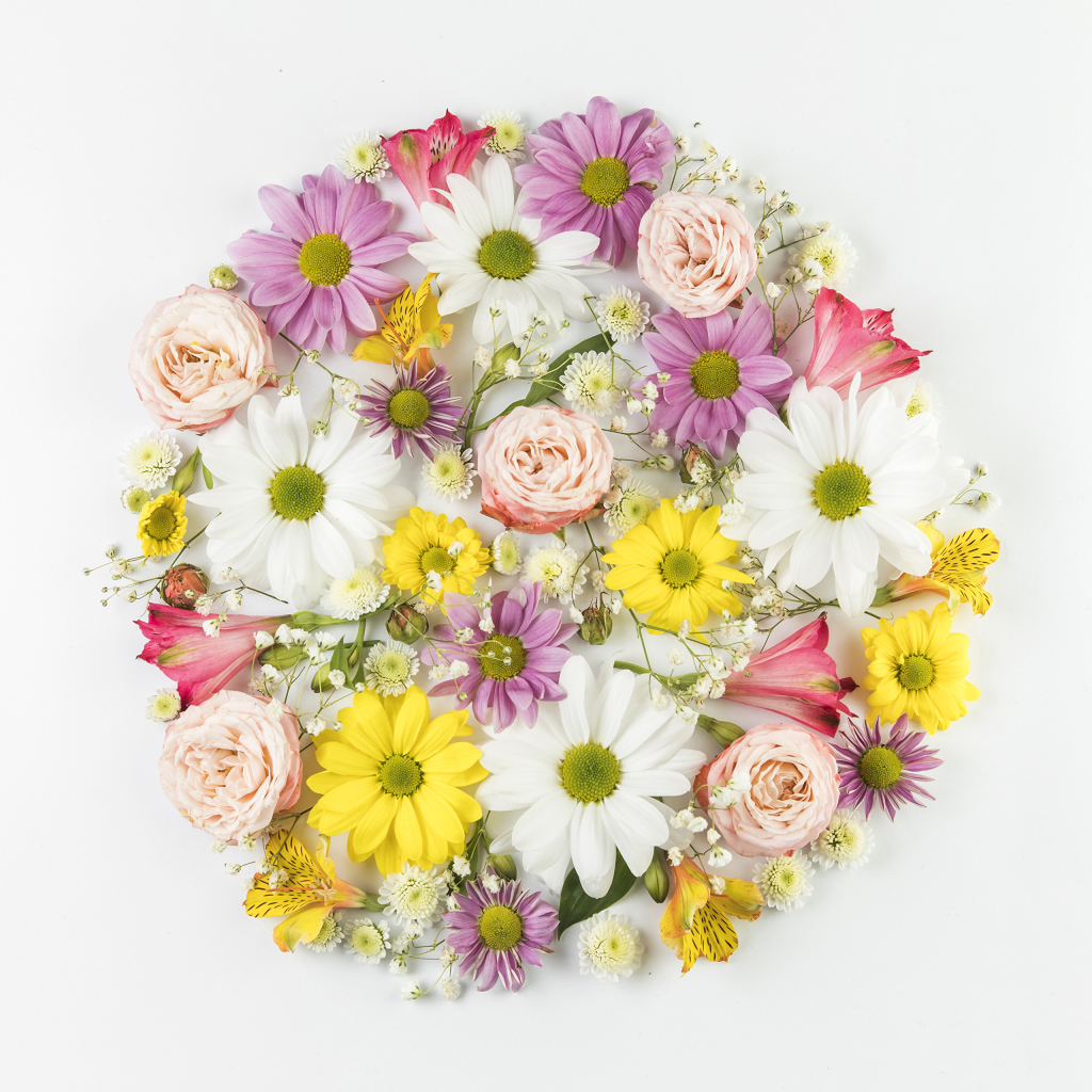 Сорванные цветы на белом фоне