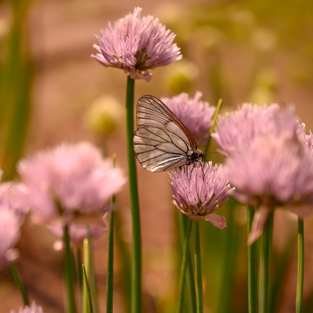 Прозрачная бабочка сидит на розовом цветке 
