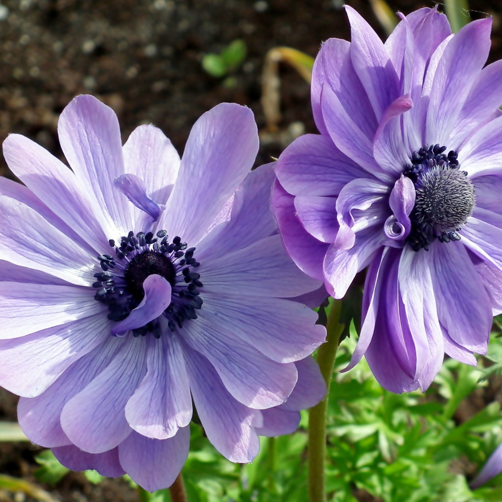 Два синих цветка анемоны в лучах солнца на клумбе