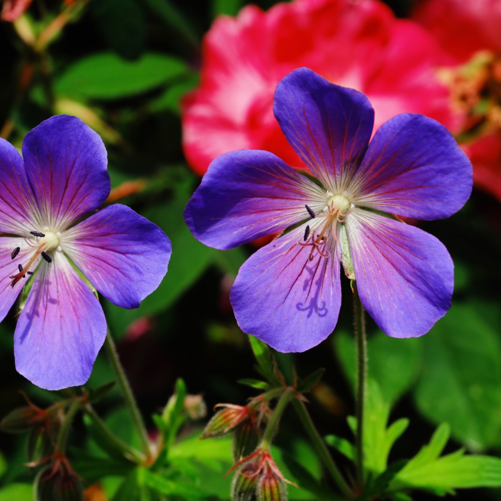 Два синих цветка журавельника в лучах солнца