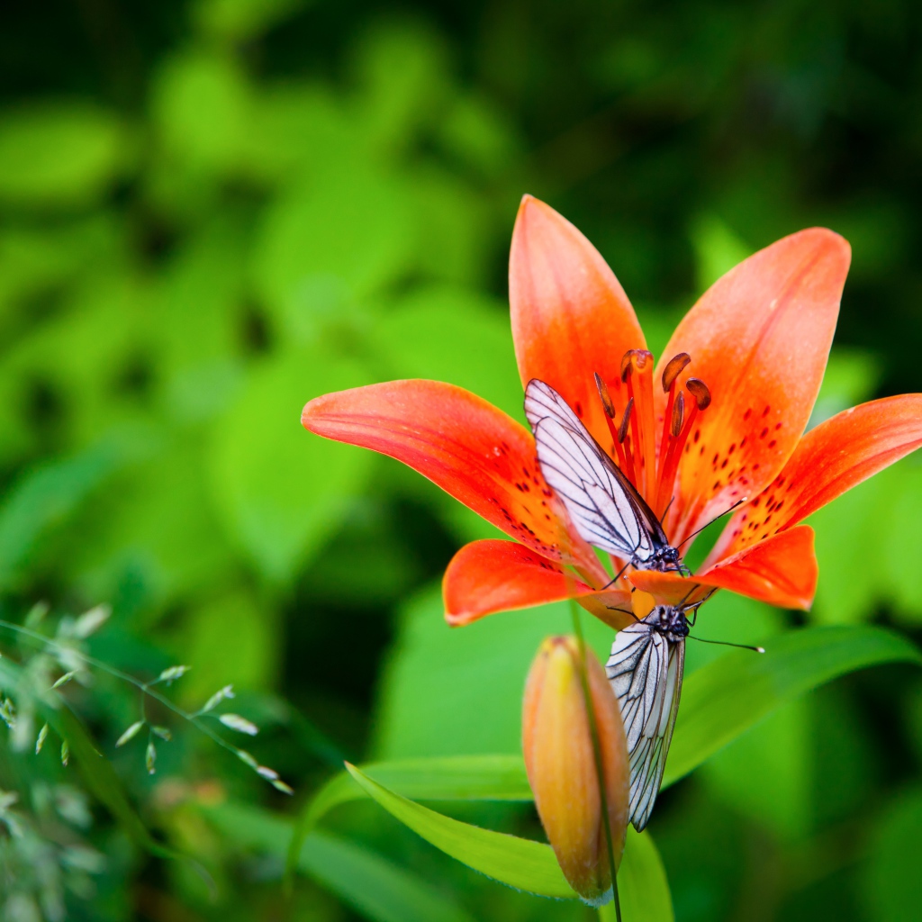 Две бабочки сидят на оранжевом цветке лилии