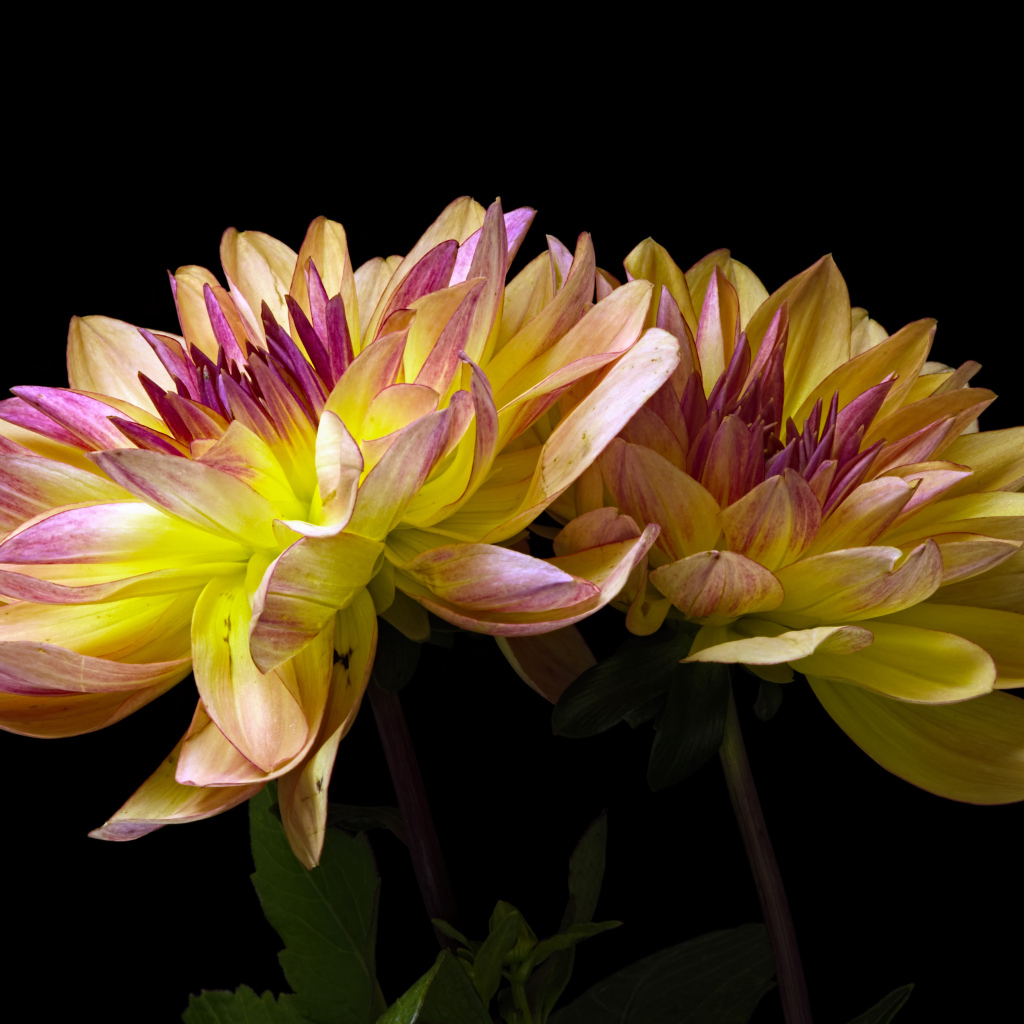 Два цветка георгины на черном фоне крупным планом