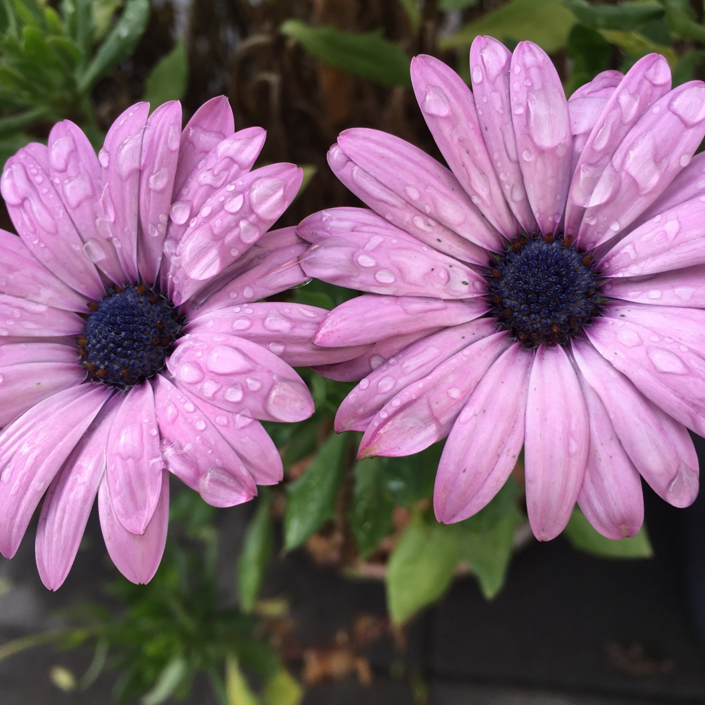 Два сиреневых цветка остеоспермум в каплях дождя