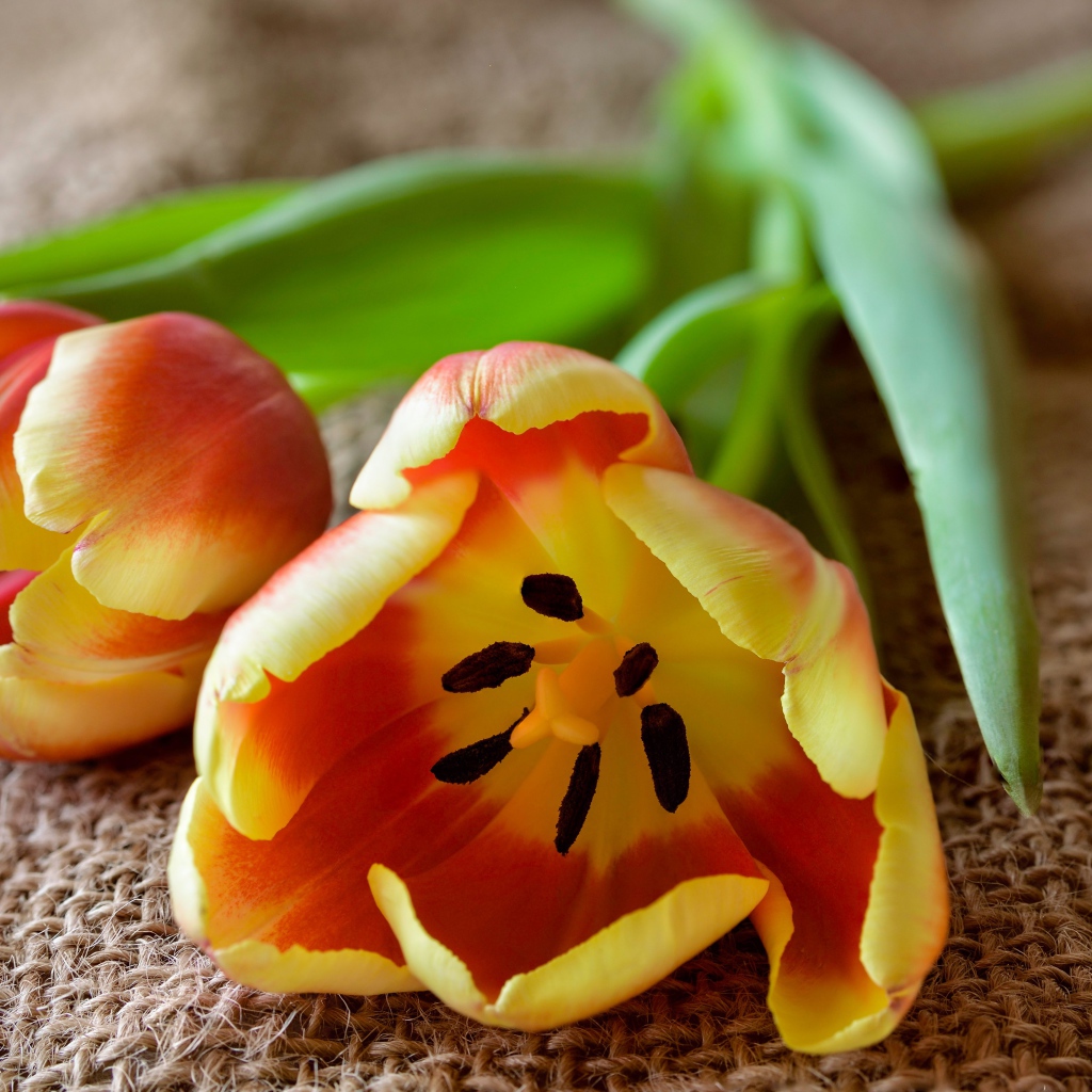 Два оранжевых тюльпана с зелеными лепестками на столе 