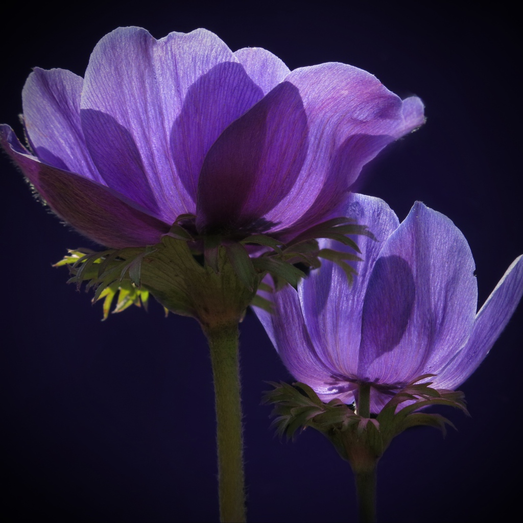 Two purple anemone flowers in the sun